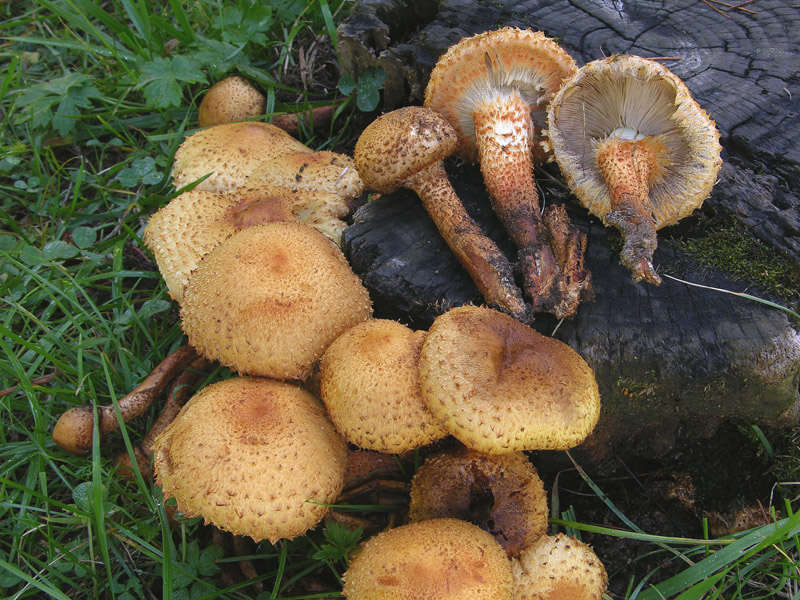 Pholiota squarrosa (Weigel: Fr.) Kummer